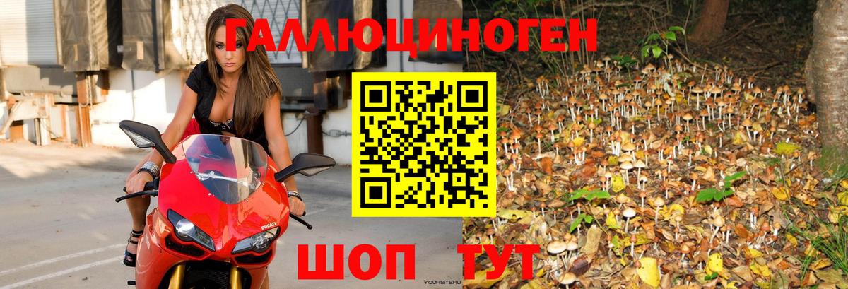 Псилоцибиновые грибы прущие грибы Калининград